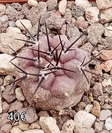 cactus copiapoa cinerea Mont perales rcp35 