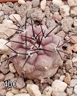 cactus copiapoa cinerea Mont perales rcp35 