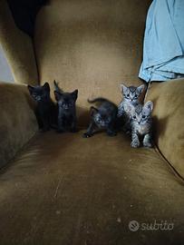 Simpatici gattini