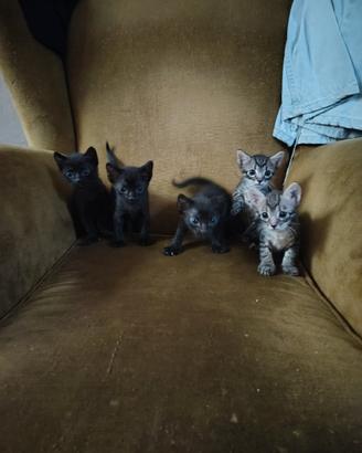 Simpatici gattini