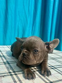 Cuccioli di bulldog francese Blue