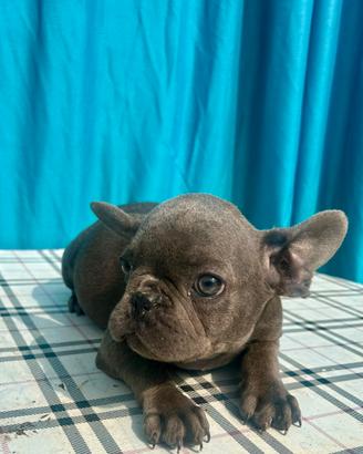 Cuccioli di bulldog francese Blue