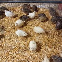 Quaglie pesanti o jumbo
