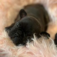 Cuccioli di bulldog francesi esotici a Bergamo