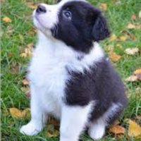 Border collie