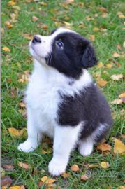 Border collie