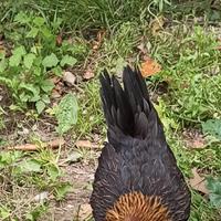 Galline Olandesi nane