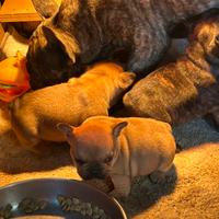 Bulldog francese