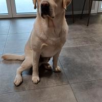 Labrador maschio per monta accoppiamento