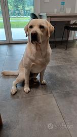 Labrador maschio per monta accoppiamento