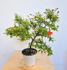 Pre bonsai melograno