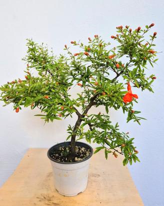 Pre bonsai melograno
