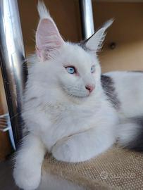 Maine Coon Femmina
