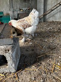 Coppia brahma adulta