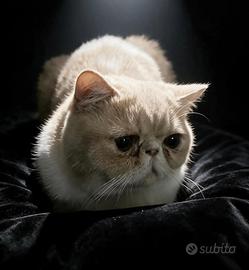 Exotic shorthair maschi blu e crema tabby