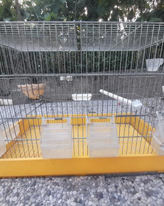 gabbia per canarini
