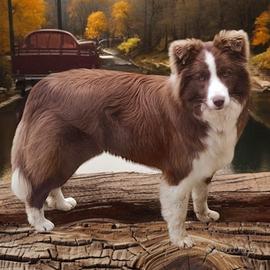 Border collie cuccioli