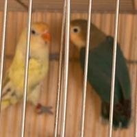 Pappagalli inseparabili Fischer coppia