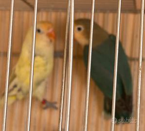 Pappagalli inseparabili Fischer coppia