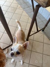Chihuahua bianco