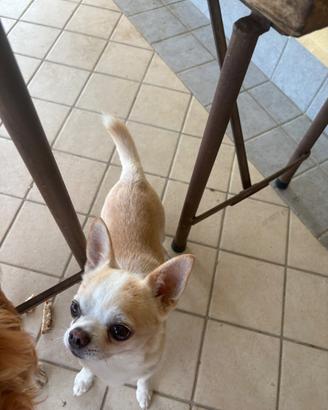 Chihuahua bianco