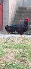 galline rhod island color mogano 