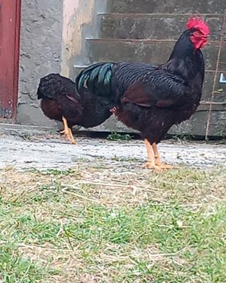 galline rhod island color mogano 