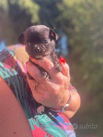 Cucciola chihuahua femmina