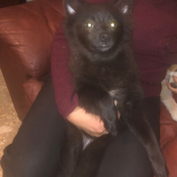 2 Volpini femmine con microchip - da privato