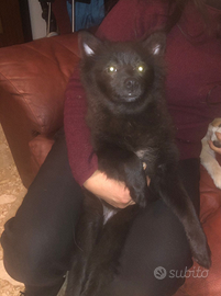 2 Volpini femmine con microchip - da privato