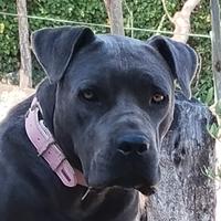 Cane Corso Maschio per Monta