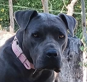 Cane Corso Maschio per Monta