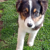 Pastore Australiano cucciolo