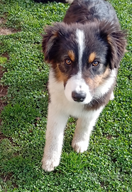 Pastore Australiano cucciolo