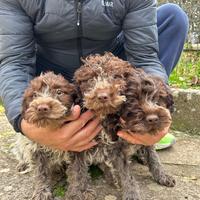 Cuccioli di lagotto romagnolo