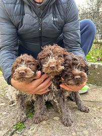 Cuccioli di lagotto romagnolo