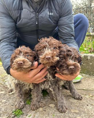 Cuccioli di lagotto romagnolo