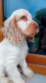 Cucciola Cocker Spaniel Inglese