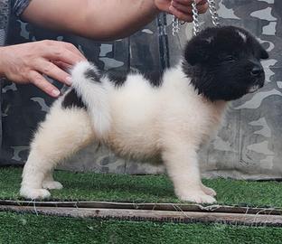 Akita americano