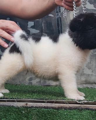 Akita americano
