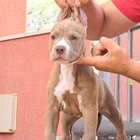 American pitbull terrier