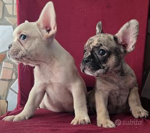 Bulldog francese