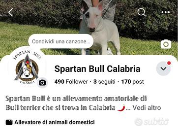 Bull Terrier inglese standard cuccioli