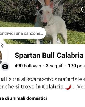 Bull Terrier inglese standard cuccioli