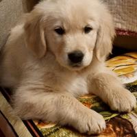 Cuccioli golden retriver