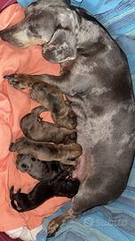 Cuccioli di bassotto nano