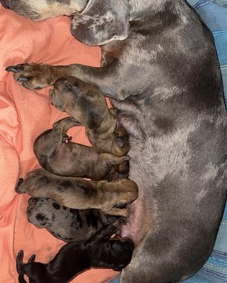 Cuccioli di bassotto nano