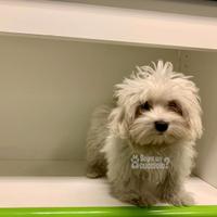 Maltipoo champagne Maltese Barboncino M e F