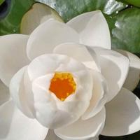 Ninfee Pesci medaka shubinkin oranda piante acquat