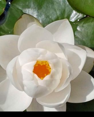 Ninfee Pesci medaka shubinkin oranda piante acquat